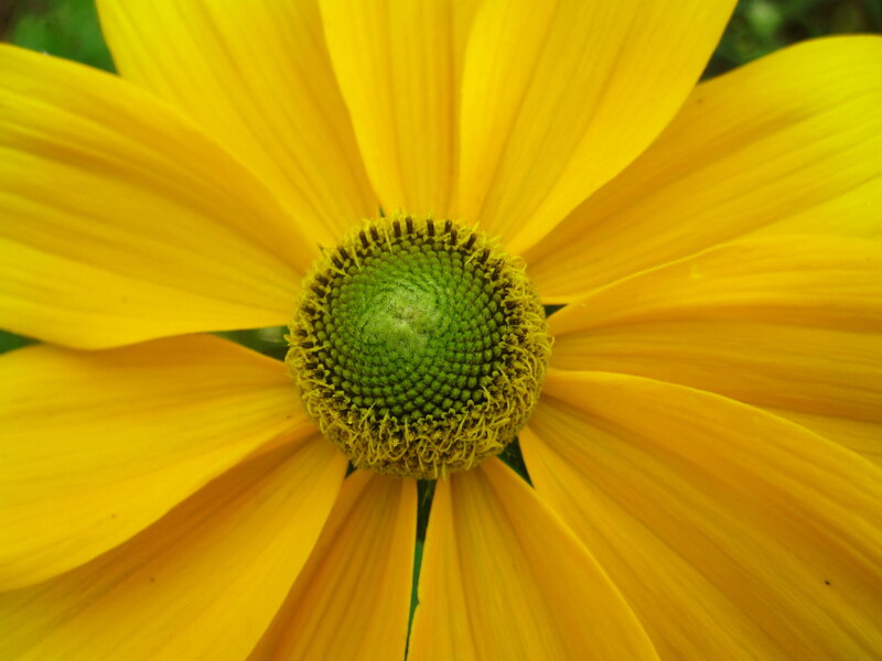 Yellow Coneflower — Calm, Summer