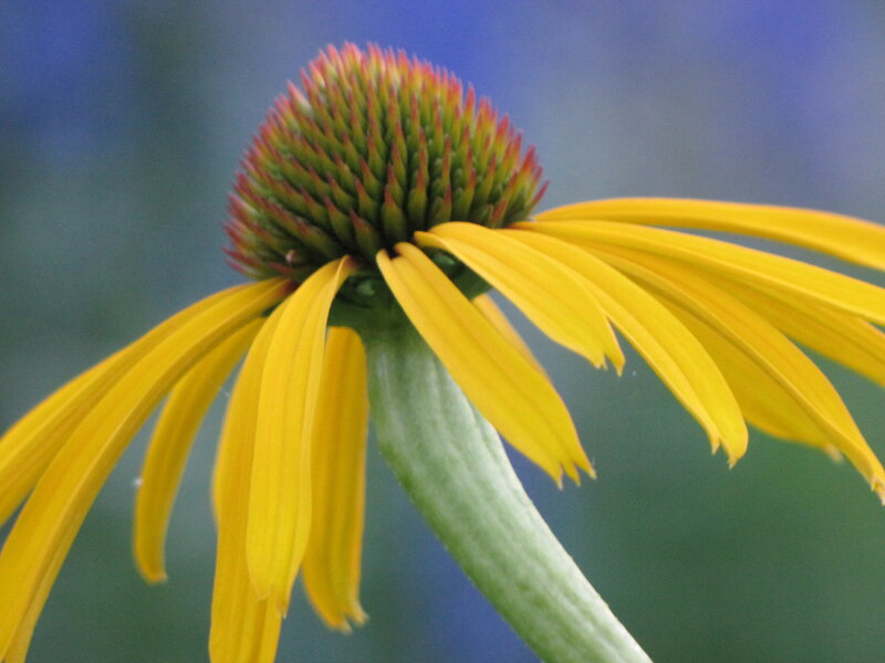 Yellow Coneflower — Calm