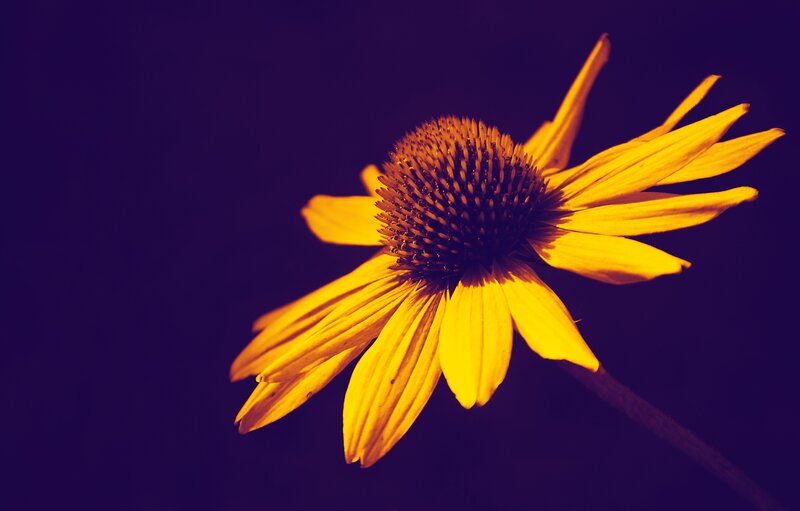 Yellow Coneflower — Dramatic, Photograph