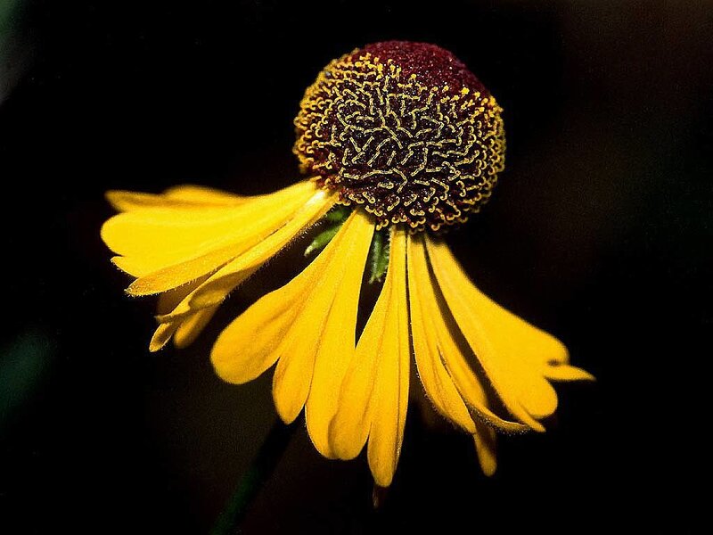 Yellow Coneflower — Dramatic