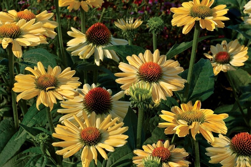 Yellow Coneflower Garden