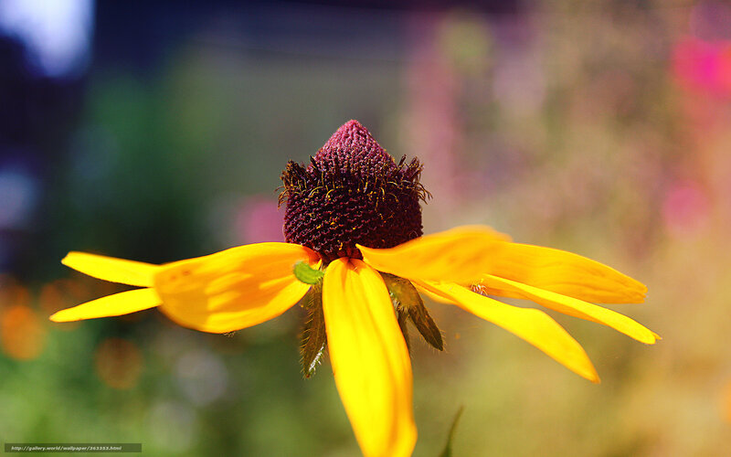 Yellow Coneflower in Bloom — Natural
