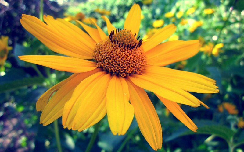 Yellow Coneflower in Bloom — Serene, Afternoon