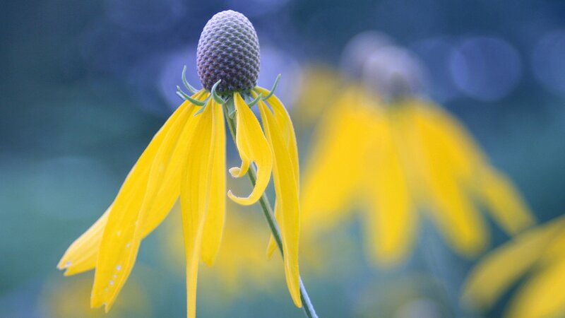 Yellow Coneflower in Focus