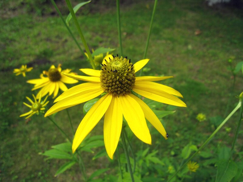 Yellow Coneflower in Garden — Calm
