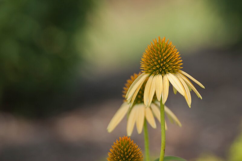 Yellow coneflower in garden