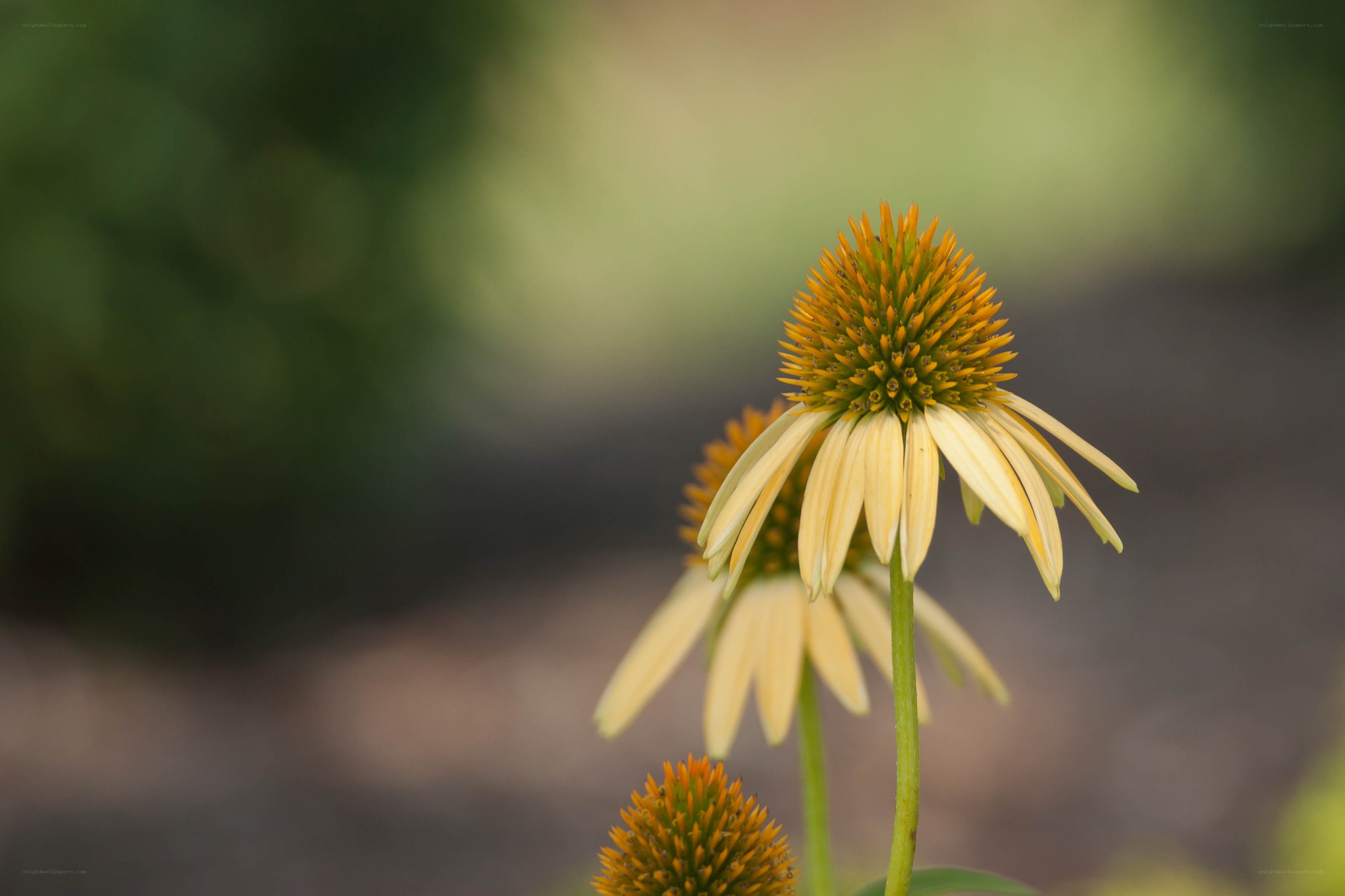 Yellow coneflower in garden