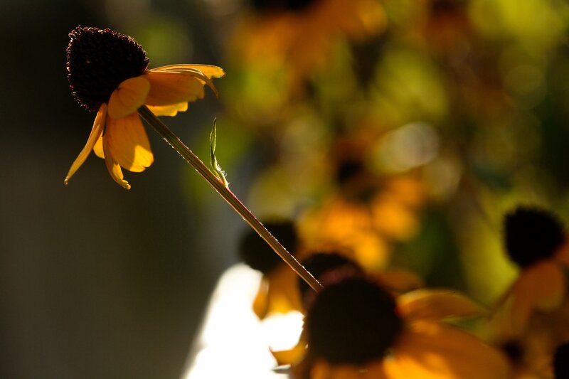 Yellow Coneflower in Sunlight