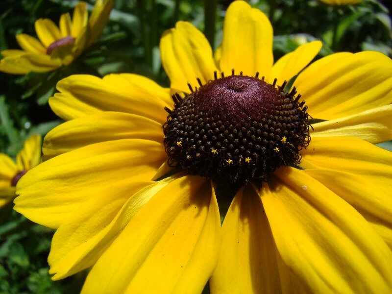 Yellow Coneflower — Natural