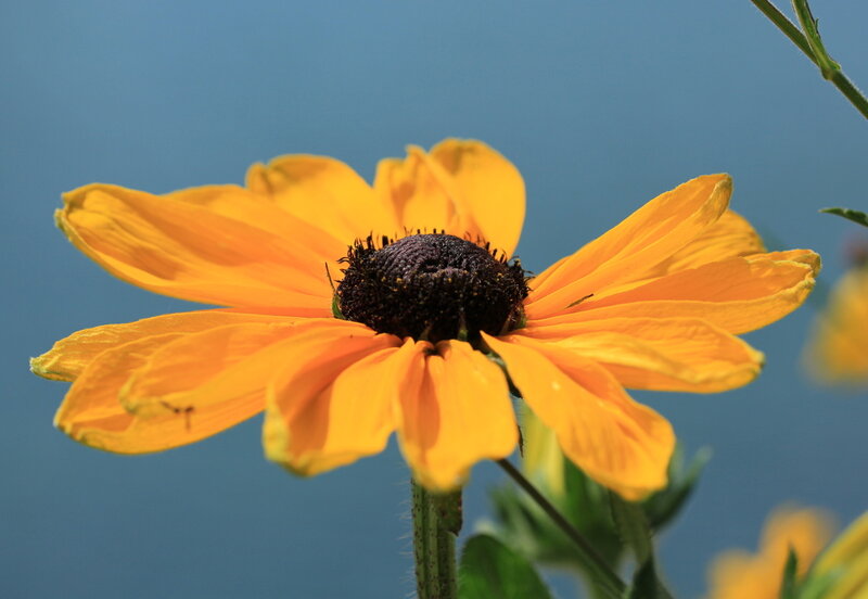 Yellow Coneflower — Serene
