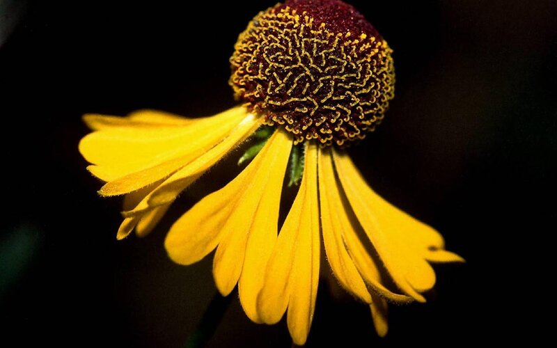 Yellow Coneflower