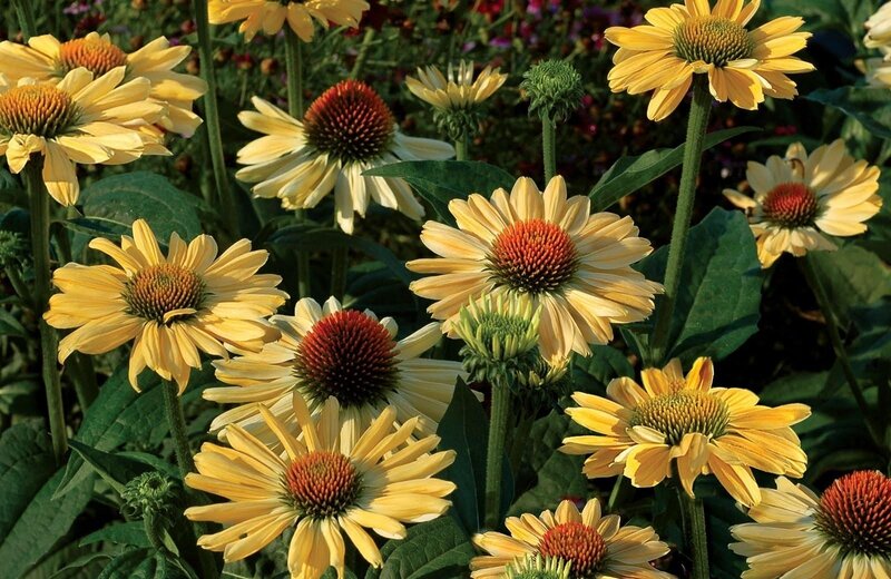 Yellow coneflowers in a garden