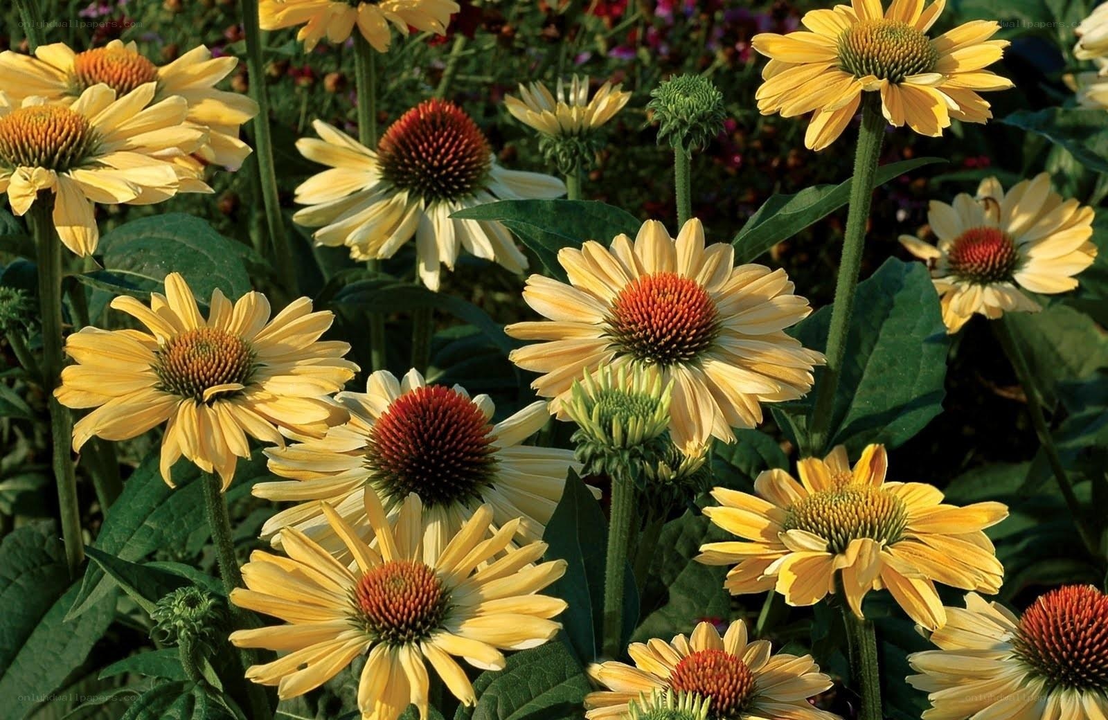 Yellow coneflowers in a garden