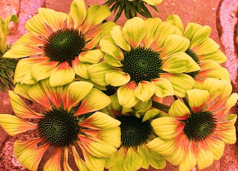 yellow coneflowers in bloom