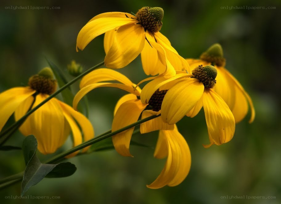 Yellow coneflowers in bloom