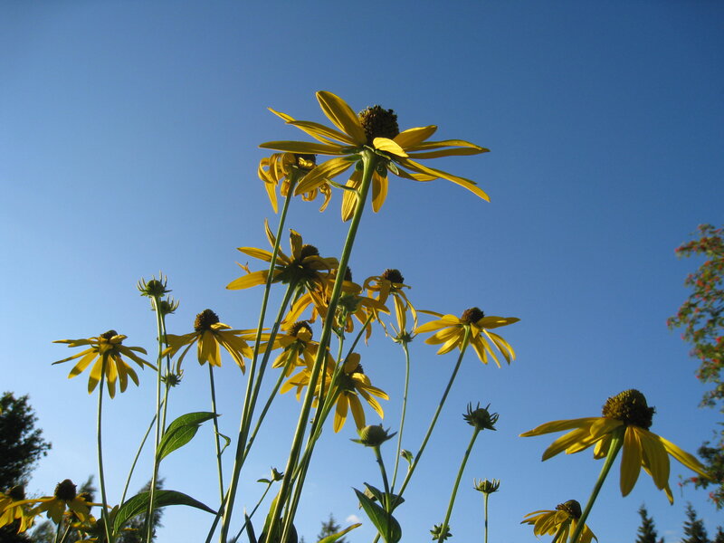 Yellow Coneflowers in Field — Serene, Afternoon