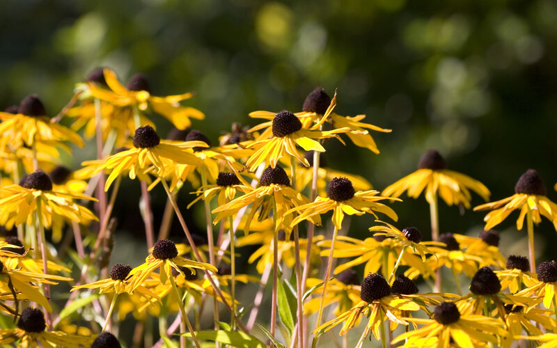 Yellow Coneflowers in Field — Serene