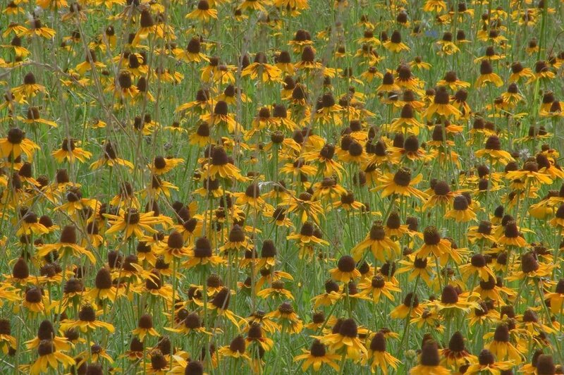 Yellow Coneflowers in Field