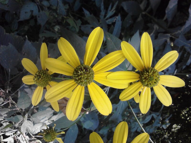 Yellow Coneflowers