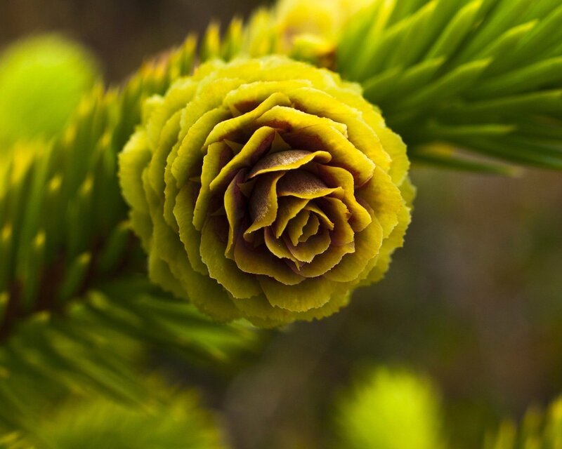 Yellow conifer cone close-up