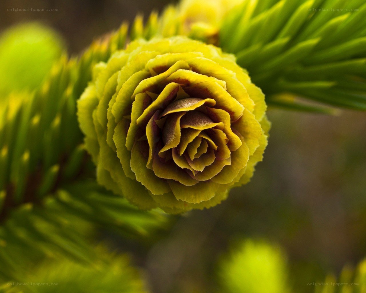 Yellow conifer cone close-up