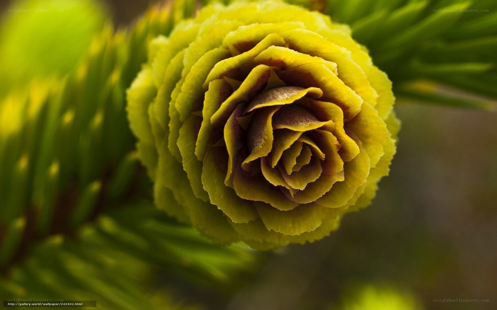 Yellow conifer cone close-up
