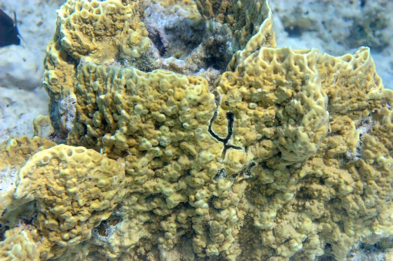 yellow coral formation