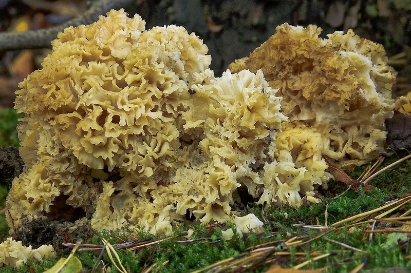 Yellow coral fungus on forest floor