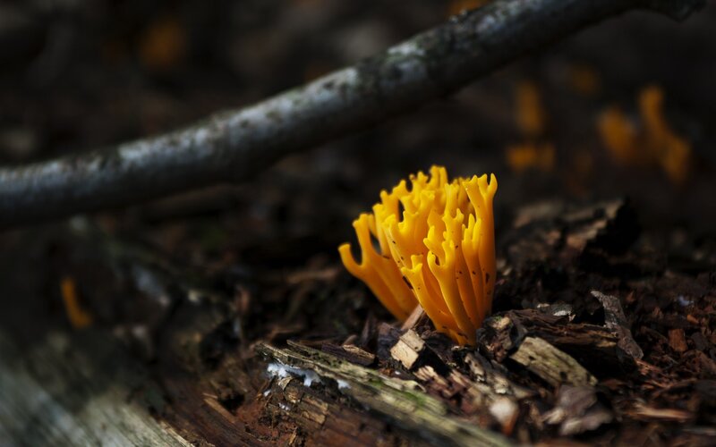 Yellow coral fungus on forest floor