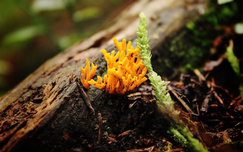 Yellow coral fungus on log