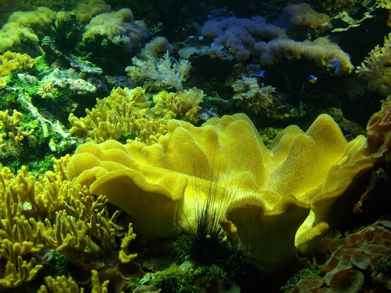 Yellow Coral Reef