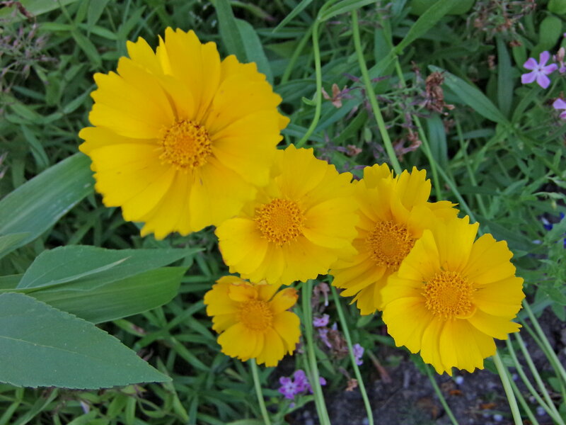 Yellow Coreopsis Flowers — Calm, Summer