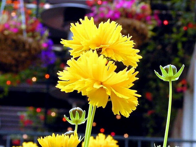 Yellow Coreopsis Flowers — Calm
