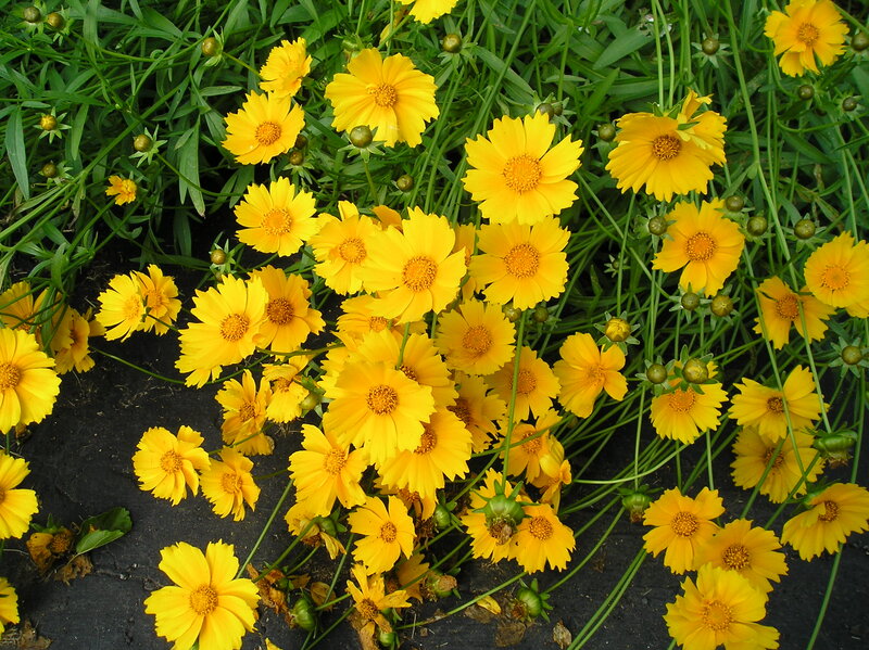 Yellow Coreopsis Flowers — Natural, Summer