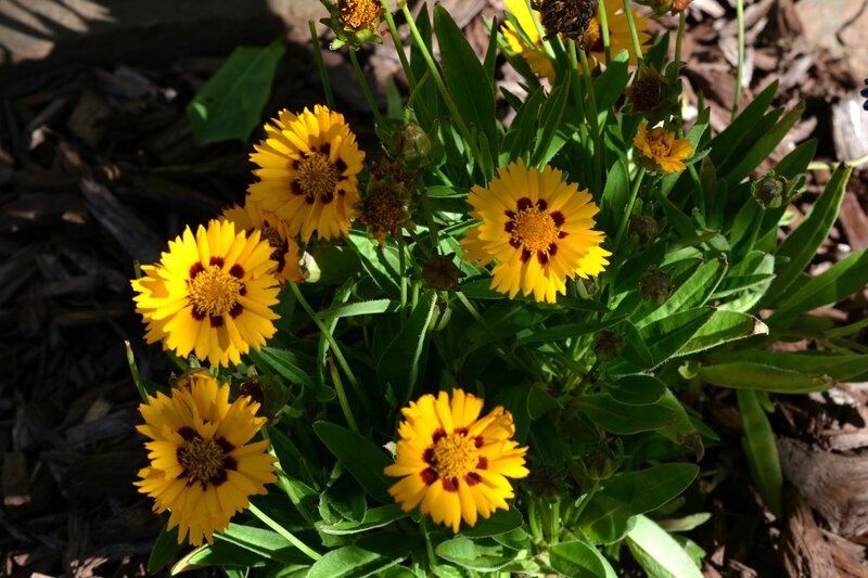 Yellow Coreopsis Flowers — Natural