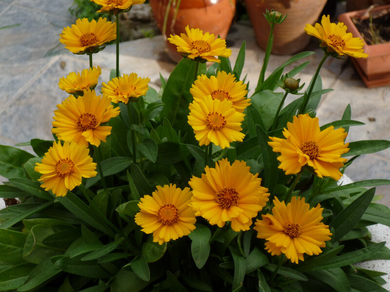 Yellow Coreopsis Flowers