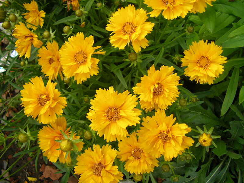 Yellow Coreopsis Flowers — Vibrant, Summer