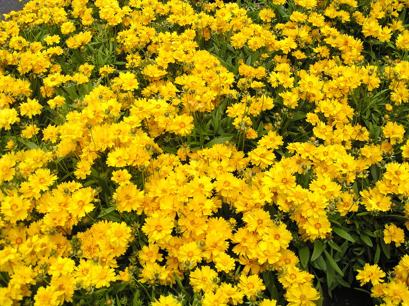 Yellow Coreopsis Flowers — Vibrant