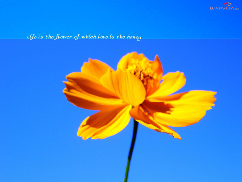 Yellow Cosmos Flower — Blue
