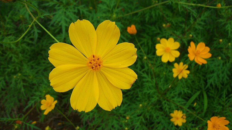 Yellow Cosmos Flower — Calm, Afternoon