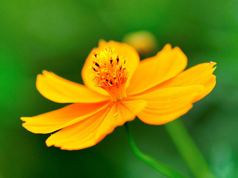 Yellow Cosmos Flower — Calm, Photograph