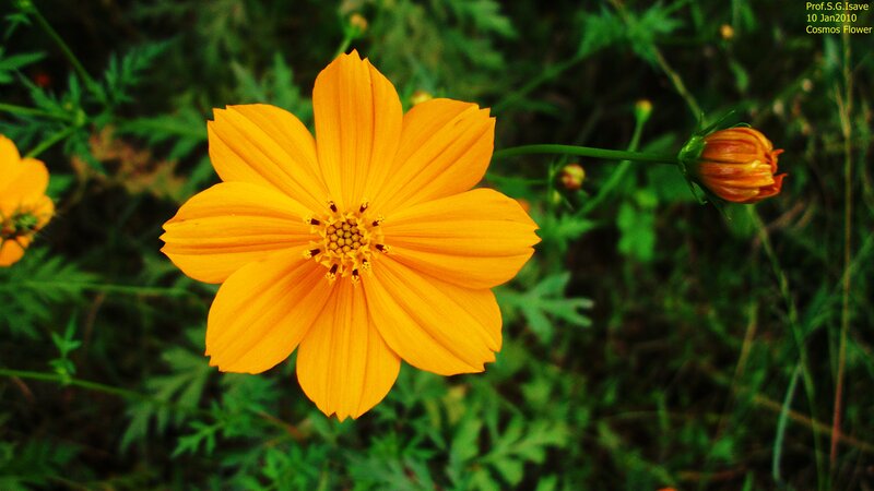 Yellow Cosmos Flower — Calm