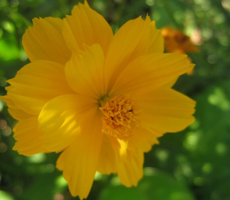 Yellow Cosmos Flower — Serene, Afternoon