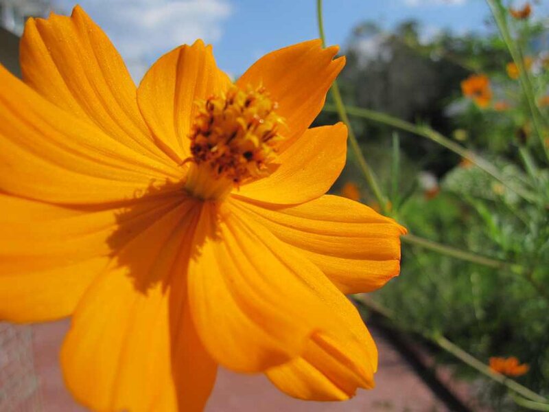 Yellow Cosmos Flower — Serene
