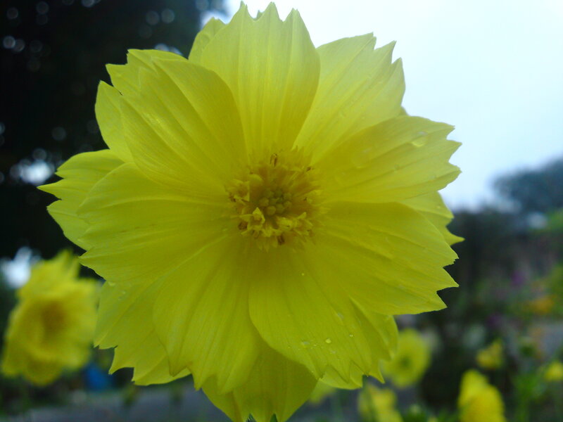 Yellow Cosmos Flower