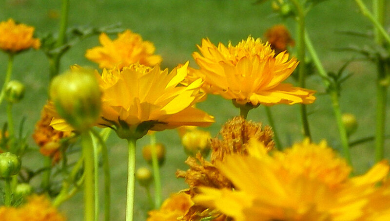 Yellow Cosmos Flowers — Calm, Afternoon, Photograph, Green Stems