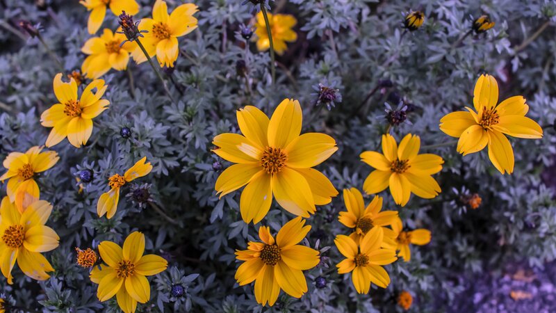 Yellow Cosmos Flowers — Calm