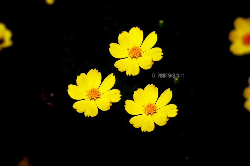 Yellow Cosmos Flowers — Dramatic