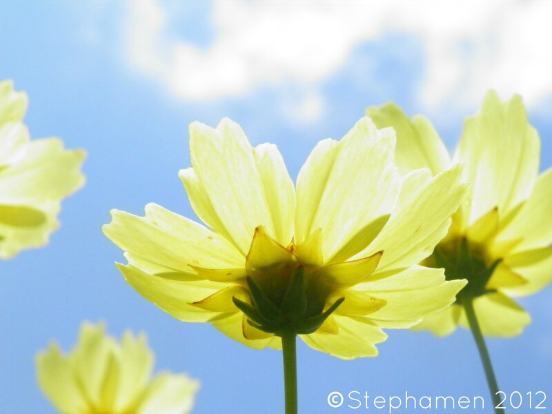 Yellow Cosmos Flowers — Serene, Afternoon