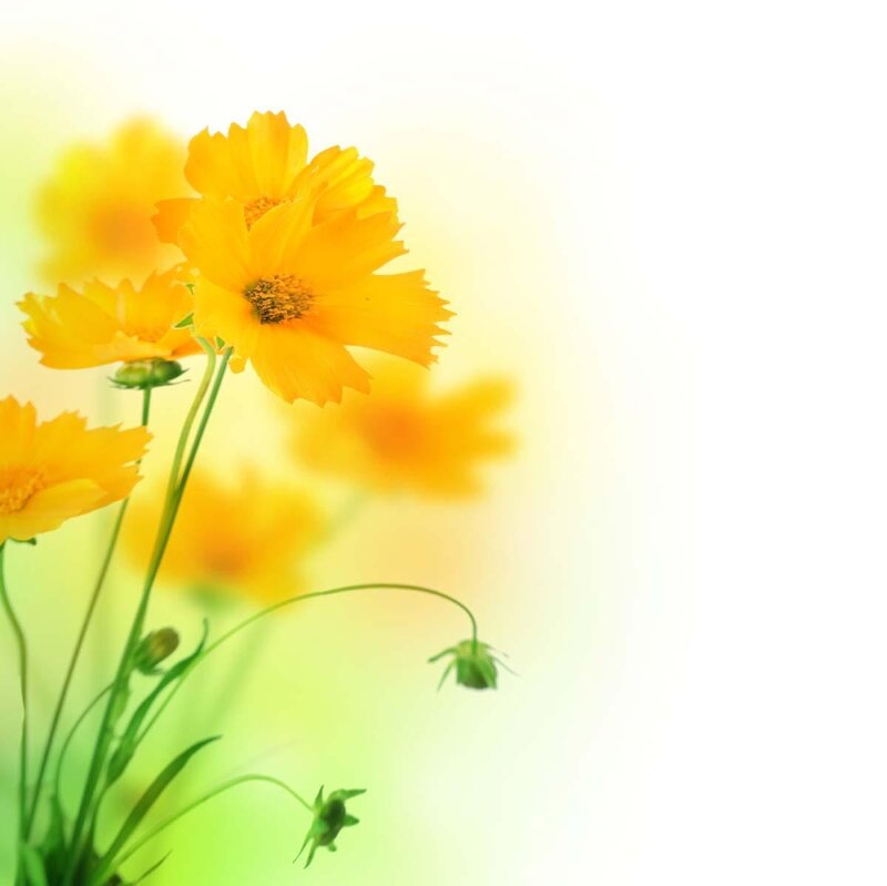 Yellow Cosmos Flowers — Serene, Morning